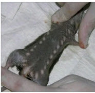 Lassa fever Lassa fever mammate rat