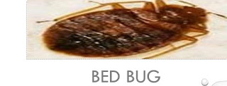 Beds bugs effects, sources and control