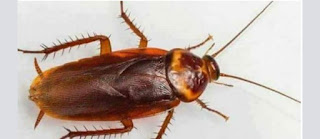 Cockroaches How to get rid of cockroaches