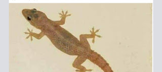 How to get rid of wall Gecko