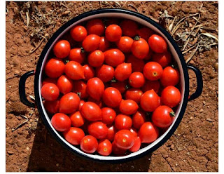 Homemade tomatoes paste Fresh tomatoes to be used for homemade tomatoes paste