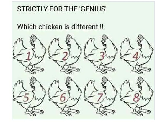 Which chicken is different and why?