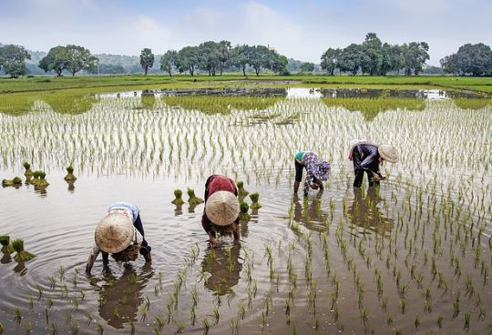 an essay on the importance of agriculture in nigeria